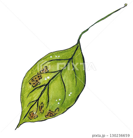 Green leaf from a tree, with a long stalk. Watercolor illustration drawn by hand using graphics and ink. Suitable for postcard design, sticker. Plants, tree, leaf, green, summer, autumn, leaf fall Green leaf from a tree, with a long stalk. Watercolor illustration drawn by hand using graphics and ink. Suitable for postcard design, sticker. Plants, tree, leaf, green, summer, autumn, leaf fall 130236659
