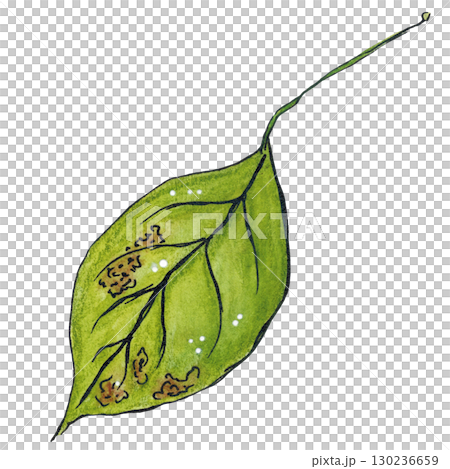 Green leaf from a tree, with a long stalk. Watercolor illustration drawn by hand using graphics and ink. Suitable for postcard design, sticker. Plants, tree, leaf, green, summer, autumn, leaf fall Green leaf from a tree, with a long stalk. Watercolor illustration drawn by hand using graphics and ink. Suitable for postcard design, sticker. Plants, tree, leaf, green, summer, autumn, leaf fall 130236659