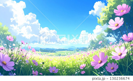 コスモス 草原 青空 コスモス 草原 青空 130236674