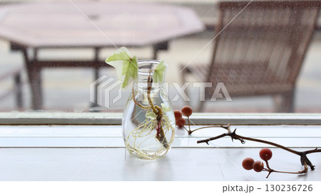 花瓶に生けた植物 花瓶に生けた植物 130236726