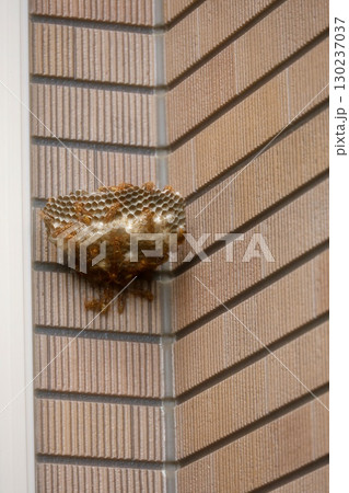 外壁に出来たアシナガバチの巣 外壁に出来たアシナガバチの巣 130237037
