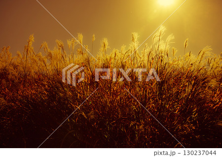 黄金色に輝くススキ 信州 駒ヶ根高原 130237044