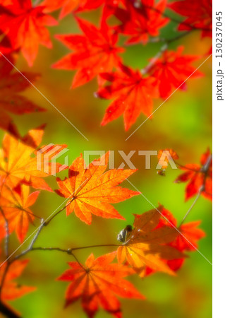 カラフルなハウチワカエデの紅葉 信州 駒ヶ根高原 カラフルなハウチワカエデの紅葉 信州 駒ヶ根高原 130237045