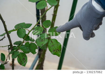 Close up of gardener hand pointing to black spot rose leaves before removing. Black spot is a fungal disease (Diplocarpon rosae) that affects roses. Close up of gardener hand pointing to black spot rose leaves before removing. Black spot is a fungal disease (Diplocarpon rosae) that affects roses. 130237062