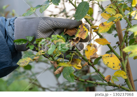 Close up of gardener hand touching yellow rose leaves before removing. Black spot is a fungal disease (Diplocarpon rosae) that affects roses. Close up of gardener hand touching yellow rose leaves before removing. Black spot is a fungal disease (Diplocarpon rosae) that affects roses. 130237068