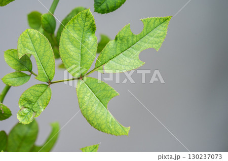 Rose leaves having damaged from leaf cutter bees (Megachile rotundata) or worm. A leaf may have a single disk removed or several. 130237073