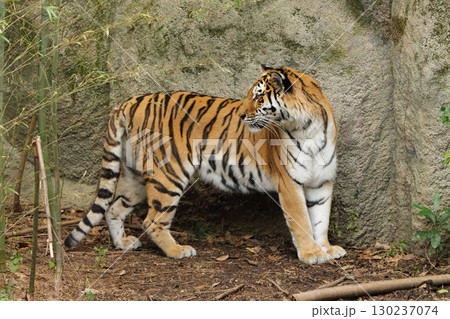 警戒し振り返るトラの視線 警戒し振り返るトラの視線 130237074