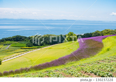 兵庫県淡路島のあわじ花さじきからの眺望 130237228