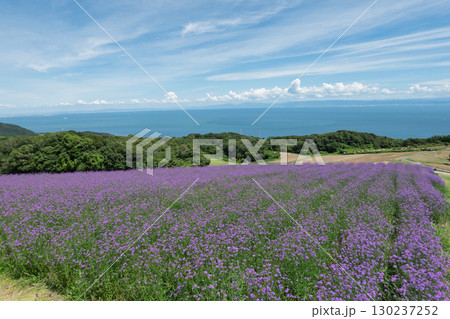兵庫県淡路島のあわじ花さじきからの眺望 130237252