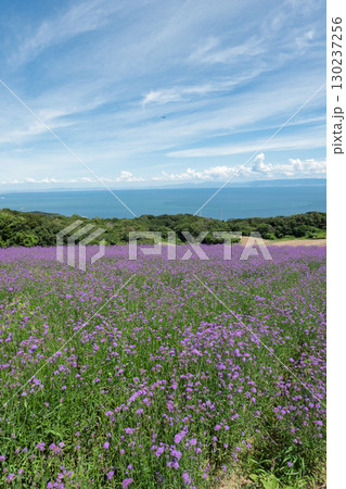 兵庫県淡路島のあわじ花さじきからの眺望 130237256