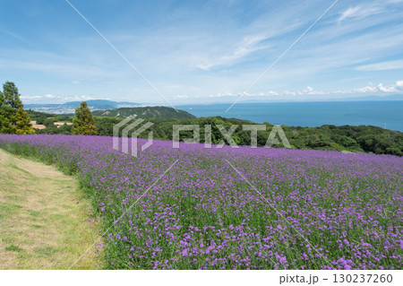 兵庫県淡路島のあわじ花さじきからの眺望 130237260