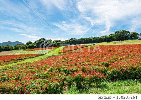兵庫県淡路島のあわじ花さじきからの眺望 130237261
