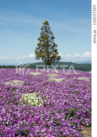 兵庫県淡路島のあわじ花さじきからの眺望 兵庫県淡路島のあわじ花さじきからの眺望 130237265