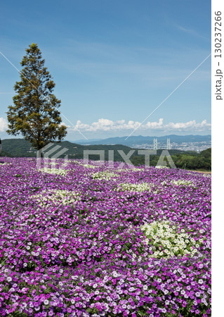 兵庫県淡路島のあわじ花さじきからの眺望 130237266