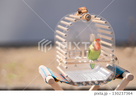 おしゃれな鳥籠に入っている色のきれいなコザクラインコ おしゃれな鳥籠に入っている色のきれいなコザクラインコ 130237364