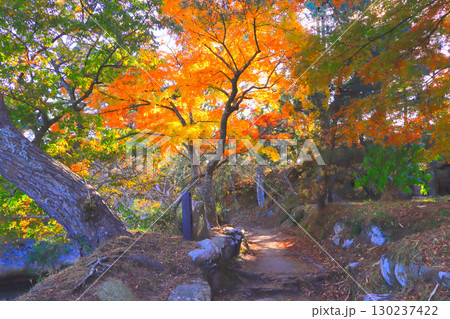 日差しに染まる鮮やかな松島・雄島の紅葉 130237422