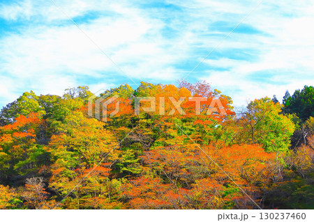 筋雲の青空と鮮やかな紅葉の秋保の森 筋雲の青空と鮮やかな紅葉の秋保の森 130237460