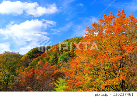 爽やかな青空と鮮やかな紅葉の二口峡谷の山 爽やかな青空と鮮やかな紅葉の二口峡谷の山 130237461