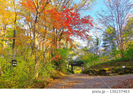 爽やかな青空と鮮やかな紅葉の遊歩道 130237463