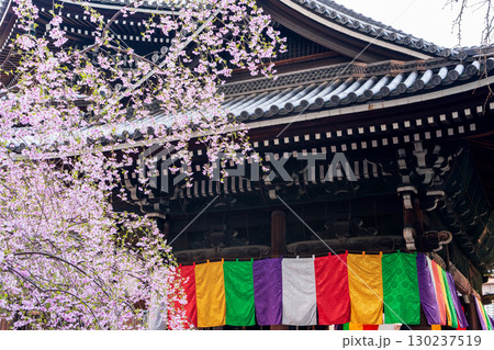 満開のしだれ桜と紫雲山頂法寺六角堂 五色幡、京都 130237519