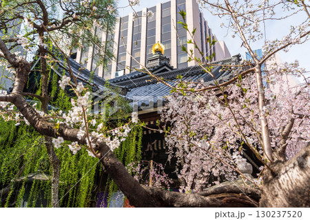 満開のしだれ桜と紫雲山頂法寺六角堂、京都 130237520