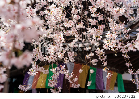 満開のしだれ桜と紫雲山頂法寺六角堂 五色幡、京都  130237522