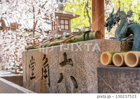 六角堂頂法寺の手水舎と桜、京都、日本 130237523