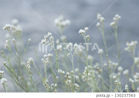 カワラハハコの群生 カワラハハコの群生 130237563