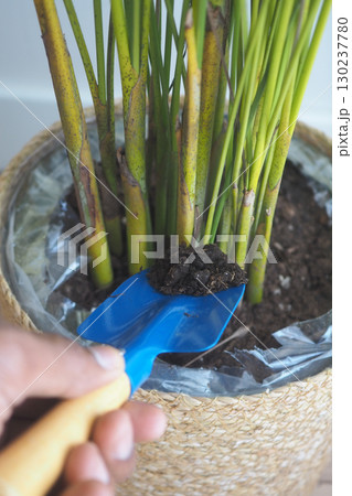 Caring for indoor plants with soil replacement method Caring for indoor plants with soil replacement method 130237780