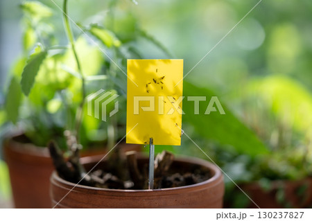 Fungus gnats stuck on yellow sticky trap macro. Non-toxic flypaper for Sciaridae insect pests Fungus gnats stuck on yellow sticky trap macro. Non-toxic flypaper for Sciaridae insect pests 130237827