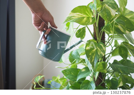 Watering a green plant indoors in the afternoon 130237876