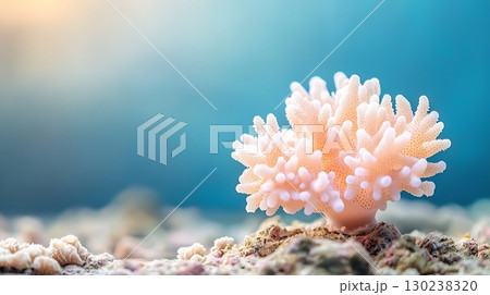 Coral Reef Scene with Colorful Growth in Underwater Paradise at Gentle Light 130238320