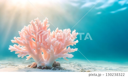 Vibrant Pink Coral Growing on Seafloor Under Bright Sunlight in Clear Blue Ocean Water 130238322