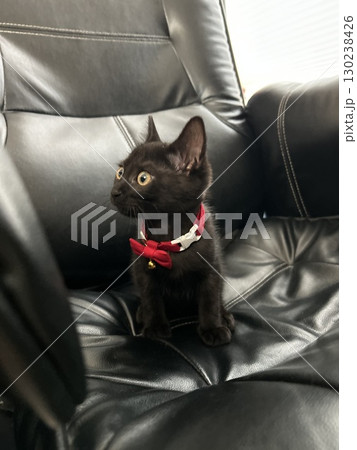 椅子の上に座る赤い首輪の黒猫 130238426