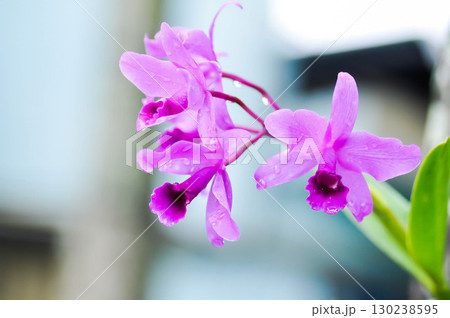 Cattleya or Cattleya lawrenceana, Sir Trevor Lawrences Cattleya or orchid or purple Cattleya Cattleya or Cattleya lawrenceana, Sir Trevor Lawrences Cattleya or orchid or purple Cattleya 130238595