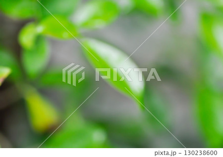 blur background or leaf background banyan tree or Ficus annulata or ficus bengalensis blur background or leaf background banyan tree or Ficus annulata or ficus bengalensis 130238600