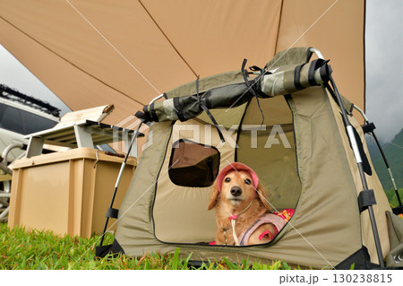 愛犬と車でキャンプ 愛犬と車でキャンプ 130238815