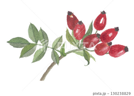 水彩で描いたローズヒップ　実と葉 130238829