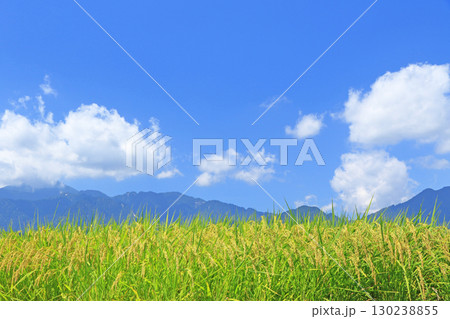 安曇野　黄金色の田園 130238855