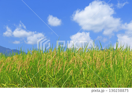 黄金色の稲穂と青空 130238875