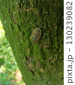 木の幹にいるカメムシ 130239082