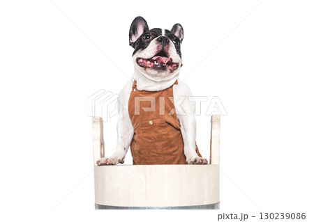 Cute puppy sitting in a big wooden barrel. Cute puppy sitting in a big wooden barrel. 130239086