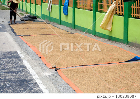 Agricultural worker dries rice harvest Agricultural worker dries rice harvest 130239087