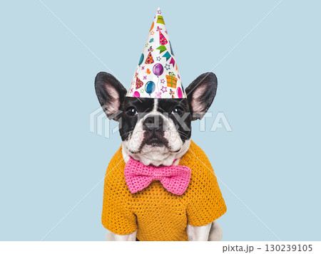 Cute puppy and party hat. Studio shot 130239105