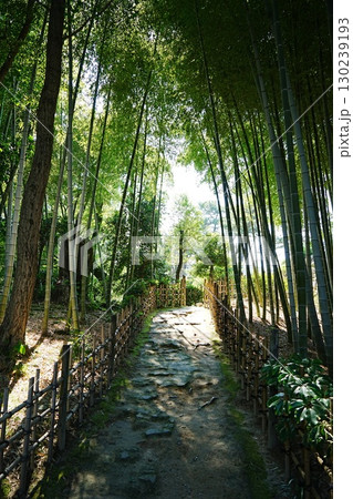 竹林 130239193