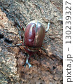カブトムシ雄 130239327