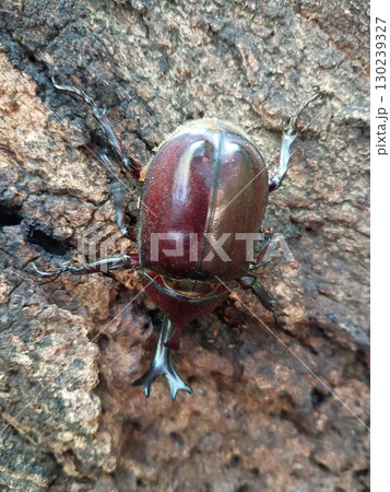 カブトムシ雄 130239327