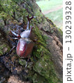 カブトムシ雄 130239328