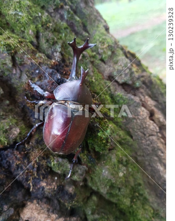 カブトムシ雄 カブトムシ雄 130239328
