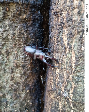 ノコギリクワガタ雄 130239361